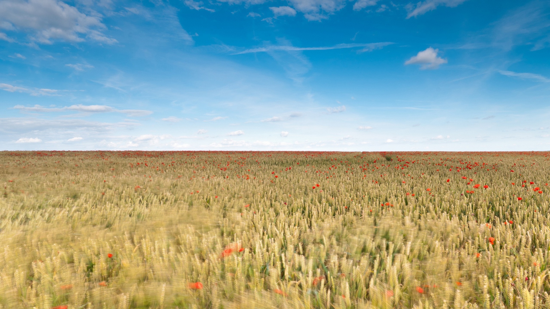 Field